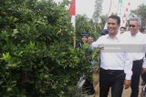 Menteri Pertanian, Amran Sulaiman (kiri) meninjau tanaman jeruk indukan dalam Peluncuran Sejuta Bibit Jeruk di Balai Penelitian Tanaman Jeruk dan Buah Subtropika (Balitjestro) di Batu, Jawa Timur, Selasa (17/8). Program Sejuta Bibit Jeruk untuk petani dan masyarakat tersebut diadakan guna meningkatkan produksi buah jeruk lokal sehingga nantinya diharapkan dapat mengurangi impor jeruk. Antara jatim/Ari Bowo Sucipto/18.