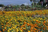 Pengunjung berada di area Agro Expo 2018 Banyuwangi, Jawa Timur, Sabtu (14/7). Pameran pertanian beragam komoditas mulai dari bibit sampai hasil panen tersebut digelar di areal pertanian seluas 9 hektare yang dipadukan unsur wisata, edukasi, dan pengembangan inovasi pertanian. Antara Jatim/Seno/zk/18.