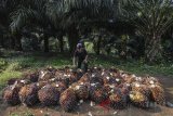 Buruh kerja memanen kelapa sawit di Desa Sukasirna, Cibadak, Kabupaten Sukabumi, Jawa Barat, Jumat (13/7). Gabungan Pengusaha Kelapa Sawit Indonesia (Gapki) optimistis produksi kelapa sawit tahun ini akan mengalami peningkatan produksi sebesar dua persen atau sebanyak 40 juta ton dibandingkan dengan dengan tahun lalu yang hanya 38 juta ton. ANTARA JABAR/Raisan Al Farisi/agr/18.