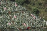 Sejumlah petani memanen kubis di Kampung Bongkor, Kecamatan Cimenyan, Kabupaten Bandung, Jawa Barat, Selasa (10/7). Minimnya pasokan air pada musim kemarau membuat hasil panen kubis tidak maksimal. ANTARA JABAR/Heru Salim/agr/18.
