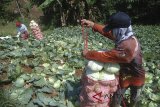 Sejumlah petani memanen kubis di Kampung Bongkor, Kecamatan Cimenyan, Kabupaten Bandung, Jawa Barat, Selasa (10/7). Minimnya pasokan air pada musim kemarau membuat hasil panen kubis tidak maksimal. ANTARA JABAR/Heru Salim/agr/18.
