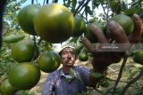 Petani memanen jeruk di Desa Penaguan, Pamekasan, Jawa Timur, Minggu (15/7). Memasuki musim panen raya saat ini harga jeruk ditingkat petani mencapai Rp8.000 hingga Rp10.000 per kg lebih tinggi dibanding musim sebelumnya yang mencapai Rp6.000-Rp7.000 per kg seiring meningkatnya kualitas. Antara Jatim/Saiful Bahri/mas/18.