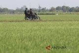 Tim Jihandak Brimob Polda Jabar melakukan pengamanan lokasi penemuan bahan peledak yang diduga dibuang tersangka penyerangan Mapolres Indramayu, Jawa Barat, Minggu (15/7). Polisi berhasil mengamankan dua tersangka penyerangan Mapolres Indramayu. ANTARA JABAR/Dedhez Anggara/agr/18.
