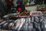 Pedagang menimbang ikan laut yang didatangkan dari Lumajang dan Probolinggo di Pasarbesar, Malang, Jawa Timur, Jumat (28/7). Dampak gelombang tinggi yang mengakibatkan kurangnya suplai ikan laut di pasaran membuat pedagang ikan setempat harus mencari pasokan hingga ke luar kota. Antara Jatim/Ari Bowo Sucipto/mas/18.