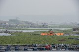 Alat berat membersihkan eceng gondok di waduk Cirata, Cipicung, Kabupaten Bandung Barat, Jawa Barat, Kamis (19/7). Pemerintah Provinsi Jawa Barat akan membersihkan enceng gondok di waduk tersebut dalam rangka mengembalikan fungsi waduk. ANTARA JABAR/M Agung Rajasa/agr/18.
