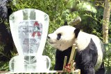 Giant Panda jantan Cai Tao berada disamping replika piala penghargaan saat penyerahan Giant Panda Global Award di Istana Panda Indonesia, TSI, Cisarua, Kabupaten Bogor, Jawa Barat, Sabtu (28/7). TSI menerima penghargaan Internasional Bronze Award untuk kategori konservasi Giant Panda di Indonesia dan kategori Panda terfavorit yang berada di luar Tiongkok untuk Giant Panda jantan Cai Tao dalam rangkaian kegiatan Hari Konservasi Alam Nasional. ANTARA JABAR/Arif Firmansyah/agr/18.
