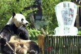 Giant Panda jantan Cai Tao berada disamping replika piala penghargaan saat penyerahan Giant Panda Global Award di Istana Panda Indonesia, TSI, Cisarua, Kabupaten Bogor, Jawa Barat, Sabtu (28/7). TSI menerima penghargaan Internasional Bronze Award untuk kategori konservasi Giant Panda di Indonesia dan kategori Panda terfavorit yang berada di luar Tiongkok untuk Giant Panda jantan Cai Tao dalam rangkaian kegiatan Hari Konservasi Alam Nasional. ANTARA JABAR/Arif Firmansyah/agr/18.
