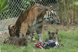 Seekor Harimau Sumatera (Phantera Tigris Sumatrae) bernama Sean bersama dua dari tiga anaknya yang berumur sekitar dua bulan saat mulai dilatih naluri berburunya di Bali Zoo, Gianyar, Bali, Sabtu (28/7). Pengembangbiakan dua induk Harimau Sumatera di lembaga konservasi itu berhasil melahirkan tiga ekor anak  harimau yaitu merupakan hasil pengembangan pertama kali di Bali. Antaranews/Nyoman Budhiana/18.