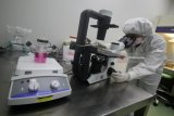 Seorang peneliti mengamati sel melalui mikroskop disela acara peresmian Pusat Penelitian dan Pengembangan 