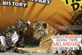 Relawan berkostum harimau melakukan aksi teaterikal dalam Peringatan Hari Harimau Sedunia di Batu Secret Zoo, Jawa Timur, Minggu (29/7). Kegiatan tersebut merupakan upaya  menggugah kepedulian masyarakat terhadap kelangsungan hidup harimau sumatra dengan turut menjaga hutan sebagai habitatnya serta  melawan perburuan liar.  Antara Jatim/Ari Bowo Sucipto/18.