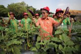 Komisaris Utama PT Pupuk Indonesia (Persero) Bungaran Saragih (kedua kanan), Direktur Utama Petrokimia Gresik Nugroho Christijanto (kiri) dan jajaran direksi PG memetik sayur terong ungu saat pembukaan Petro Agrifood Expo 2018 di Kebun Percobaan Kompartemen Riset Petrokimia Gresik (PG), Gresik, Jawa Timur, Jumat (20/8). Kegiatan yang digelar mulai 20-22 Juli 2018 tersebut bertujuan untuk menunjukkan kepada masyarakat mengenai keberhasilan petani binaan, media agroekowisata serta penjualan berbagai hasil dan produk olahan pertanian. Antara Jatim/Moch Asim/18