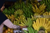 Pedagang menata pisang khas Sarangan di Ngerong, Sarangan, Magetan, Jawa Timur, Minggu (29/7). Pisang hasil petani sekitar Telaga Sarangan di lereng Gunung Lawu yang memiliki kekhasan rasa dan aroma dan baiasanya dijadikan oleh-oleh tersebut dijual dengan harga Rp30.000 hingga Rp125.000 per sisir, tergantung ukuran dan kualitas buah. Antara Jatim/Siswowidodo/zk/18