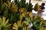 Pedagang menata pisang khas Sarangan di Ngerong, Sarangan, Magetan, Jawa Timur, Minggu (29/7). Pisang hasil petani sekitar Telaga Sarangan di lereng Gunung Lawu yang memiliki kekhasan rasa dan aroma dan baiasanya dijadikan oleh-oleh tersebut dijual dengan harga Rp30.000 hingga Rp125.000 per sisir, tergantung ukuran dan kualitas buah. Antara Jatim/Siswowidodo/zk/18