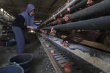Peternak memanen telur ayam di desa Balongan, Indramayu, Jawa Barat, Sabtu (14/7). Menurut peternak, produksi telur ayam saat musim kemarau mengalami penurunan dari 1000 ekor ayam yang menghasilkan 50 kilogram menjadi 30 kilogram telur per hari. ANTARA JABAR/Dedhez Anggara/agr/18.