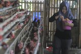 Peternak memanen telur ayam di desa Balongan, Indramayu, Jawa Barat, Sabtu (14/7). Menurut peternak, produksi telur ayam saat musim kemarau mengalami penurunan dari 1000 ekor ayam yang menghasilkan 50 kilogram menjadi 30 kilogram telur per hari. ANTARA JABAR/Dedhez Anggara/agr/18.