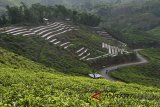 Suasana perkebunan teh di Taraju, Kabupaten Tasikmalaya, Jawa Barat, Jumat (13/7). Kementerian Pertanian memprediksi produksi teh nasional dalam negeri hanya meningkat kurang dari satu persen dibanding tahun lalu, yaitu mencapai 139.362 ton pada 2017 sedangkan produksi teh nasional tahun 2018 diestimasi hanya akan mencapai 140.084 ton. ANTARA JABAR/Adeng Bustomi/agr/18
