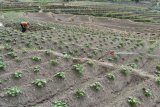 Petani menyiangi lahan guna perawatan tanaman kentang di Desa Dadi, Kecamatan Plaosan, Magetan, Jawa Timur, Minggu (29/7). Perawatan tanaman kentang pada umur tiga minggu tersebut dimaksudkan untuk menghambat pertumbuhan rumput dan menggemburkan tanah guna mempercepat pertumbuhan umbi batang kentang. Antara Jatim/Siswowidodo/zk/18