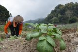 Petani menyiangi lahan guna perawatan tanaman kentang di Desa Dadi, Kecamatan Plaosan, Magetan, Jawa Timur, Minggu (29/7). Perawatan tanaman kentang pada umur tiga minggu tersebut dimaksudkan untuk menghambat pertumbuhan rumput dan menggemburkan tanah guna mempercepat pertumbuhan umbi batang kentang. Antara Jatim/Siswowidodo/zk/18