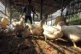 Peternak memberi makan ayam di peternakan ayam di Bogor, Jawa Barat, Selasa (17/7). Dinas Ketahanan Pangan dan Peternakan Provinsi Jawa Barat menargetkan sebanyak 15.000 hewan bisa ikut dalam program asuransi ternak yang digagas Pemda pada 2018. ANTARA JABAR/Yulius Satria Wijaya/agr/18.