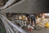 Peternak memberi makan ayam di peternakan ayam di Bogor, Jawa Barat, Selasa (17/7). Dinas Ketahanan Pangan dan Peternakan Provinsi Jawa Barat menargetkan sebanyak 15.000 hewan bisa ikut dalam program asuransi ternak yang digagas Pemda pada 2018. ANTARA JABAR/Yulius Satria Wijaya/agr/18.