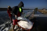 Petani membawa garam menggunakan gerobak dorong saat panen di Desa Tambak Cemandi, Sedati, Sidoarjo, Jawa Timur, Kamis (19/7). Pemerintah menargetkan produksi garam konsumsi nasional sebanyak 1,5 juta ton, naik 7,14 persen dari realisasi tahun 2017 yang sebesar 1,4 juta ton.  Antara jatim/Umarul Faruq/18