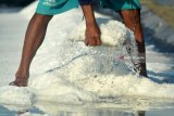 Petani memanen garam di Desa Tambak Cemandi, Sedati, Sidoarjo, Jawa Timur, Kamis (19/7). Pemerintah menargetkan produksi garam konsumsi nasional sebanyak 1,5 juta ton, naik 7,14 persen dari realisasi tahun 2017 yang sebesar 1,4 juta ton.  Antara jatim/Umarul Faruq/18