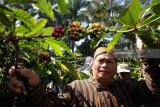 Tokoh adat memetik buah kopi untuk dijadikan 
