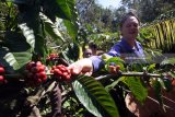 Seorang wisatawan asing ikut memanen buah kopi saat prosesi ritual petik kopi 
