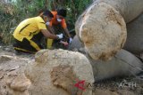 Petugas Kepolisian Polres Aceh Timur melakukan olah Tempat Kejadian Perkara (TKP) kematian gajah sumatra di kawasan perkebunan kelapa sawit PT Bumi Flora di Desa Jambo Reuhat, Banda Alam, Aceh Timur, Aceh, Jumat (13/7/2018). Data Balai Koservasi Sumber Daya Alam (BKSDA) Aceh mencatat, sejak awal 2000 sampai pertengahan Juli 2018 sebanyak 57 ekor gajah sumatra mati akibat konflik dengan manusia. (ANTARA FOTO/Syifa Yulinnas)