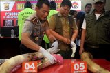 Polisi ungkap kasus pembunuhan gajah jinak