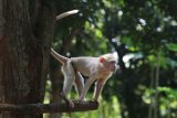 Medan (Antaranews Sumut) - Kera albino berada di areal Taman Margasatwa Medan (TMM) di Medan, Sumatra Utara, Rabu (25/7). Kera albino jantan yang diserahkan warga kepada pihak TMM sejak sebulan lalu itu merupakan salah satu koleksi terbaru Taman Margasatwa Medan. Irsan