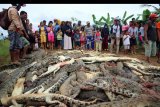 Warga melihat ratusan bangkai buaya (Crocodylidae) usai dibantai warga setempat di Kabupaten Sorong, Papua Barat, Sabtu (14/7). Aksi itu merupakan bentuk kemarahan warga terhadap pengelola penangkaran yang dinilai lalai setelah seorang warga tewas akibat diterkam buaya. ANTARA FOTO/Olha Mulalinda/nz/18