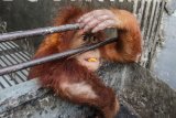 Bayi Orang Utan bernama Otan berada di dalam kandangnya di Pusat Penyelamatan Satwa Tegal Alur, Jakarta, Rabu (18/7). Balai KSDA Jakarta berkerja sama dengan Jakarta Animal Aid Network (JAAN) melakukan translokasi Otan ke Yayasan Ekosistem Lestari - Sumatran Orangutan Conservation Programme. ANTARA FOTO/Rivan Awal Lingga/nz/18
