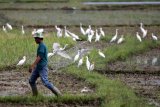 Petani melewati sekumpulan burung kuntul sawah (Ardeola speciosa) yang sedang mencari makan di area persawahan Desa Siron, Aceh Besar, Aceh, Senin (2/7). Menurut petani keberadaan burung kuntul sebelum dan sesudah masa tanam padi di area persawahan sangat membantu untuk membasmi parasit. (ANTARA FOTO/Irwansyah Putra/ama/18)