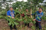 Waykanan kembangkan kopi robusta melalui kebun percontohan