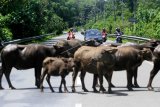 Hewan ternak kerbau menutupi badan jalan lintas nasional Banda Aceh-Medan di Desa Suak Timah, Aceh Barat, Aceh, Minggu (22/7). Meskipun Pemerintah telah mengeluarkan qanun nomor 3 tahun 2013 tentang larangan melepas ternak peliharaan di tempat umum tapi kejadian seperti itu masih sering terjadi sehingga menggangu dan membahayakan keselamatan pengguna jalan. (ANTARA FOTO/Syifa Yulinnas/aww/18)