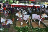 Sejumlah hewan ternak Domba Garut dipajang pada Kontes Ternak Tingkat Jawa Barat 2018 di Lapangan Dadaha, Kota Tasikmalaya, Rabu (18/7). Dinas Ketahanan Pangan dan Peternakan Provinsi Jabar menggelar kontes ternak ke-37 sebagai motivasi bagi peternak untuk menyediakan bibit pengganti bagi induk ternak yang sudah tidak produktif guna meningkatkan daya saing produksi. ANTARA FOTO/Adeng Bustomi/aww/18.