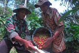 Warga memanen kopi Robusta di perkebunan kopi Desa Muneng, Candiroto, Temanggung, Jateng, Selasa (3/7/2018). Bulan Juli merupakan puncak musim panen kopi Robusta di wilayah Temanggung, petani mengaku panen kopi tahun ini kualitasnya lebih baik dibanding tahun lalu dengan kisaran harga antara Rp4.500-Rp5.000 per kilogram biji kopi basah. (ANTARA FOTO/Anis Efizudin)