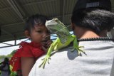 Seorang bocah mengamati iguana saat pameran pecinta reptil yang tergabung dalam 'Family Reptiler Tadulako' di Kabupaten Sigi, Sulawesi Tengah, Selasa (24/7). Kegiatan itu selain sebagai ajang bertukar info tentang dunia reptil juga untuk mengenalkan aneka reptil kepada masyarakat. ANTARA FOTO/Mohamad Hamzah/aww/18.