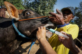 Pemberian vaksin cacing sapi