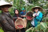 Produktivitas perkebunan anjlok, kopi Lampung makin mahal