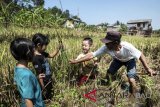 Sejumlah anak belajar memanen padi di Lembah Leuwi Geung, Dago Pojok, Bandung, Jawa Barat, Minggu (1/7). Kegiatan tersebut merupakan pendidikan di luar sekolah untuk mengenalkan proses panen padi kepada anak-anak pada usia dini dan belajar pentingnya alih fungsi lahan di area kritis di perkotaan. ANTARA FOTO/M Agung Rajasa/wdy/2018.