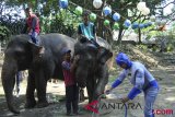 Hari Gajah Sedunia