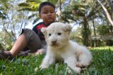 Pengunjung bermain dengan bayi Singa putih (White Lion) yang baru lahir bernama Adovo berada di area baby zoo Taman Safari Indonesia (TSI) II Prigen, Pasuruan, Jawa Timur, Senin (20/8). Anakan singa putih yang lahir pada 27 Juli lalu tersebut menambah koleksi jumlah singa putih di taman Safari Indonesia menjadi 5 ekor. Antara Jatim/Umarul Faruq/mas/18.