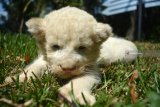 Bayi Singa putih (White Lion) yang baru lahir bernama Adovo berada di area baby zoo Taman Safari Indonesia (TSI) II Prigen, Pasuruan, Jawa Timur, Senin (20/8). Anakan singa putih yang lahir pada 27 Juli lalu tersebut menambah koleksi jumlah singa putih di taman Safari Indonesia menjadi 5 ekor. Antara Jatim/Umarul Faruq/mas/18.