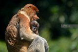 Bayi kera hidung panjang bekantan (Nasalis larvatus) yang baru lahir bersama induknya di kandang Taman Safari Indonesia (TSI) II Prigen, Pasuruan, Jawa Timur, Senin (20/8). Anakan kera hidung panjang bekantan yang diberi nama Roma tersebut menambah koleksi di taman Safari Indonesia menjadi 13 ekor. Antara Jatim/Umarul Faruq/mas/18.