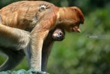 Bayi kera hidung panjang bekantan (Nasalis larvatus) yang baru lahir bersama induknya di kandang Taman Safari Indonesia (TSI) II Prigen, Pasuruan, Jawa Timur, Senin (20/8). Anakan kera hidung panjang bekantan yang diberi nama Roma tersebut menambah koleksi di taman Safari Indonesia menjadi 13 ekor. Antara Jatim/Umarul Faruq/mas/18.