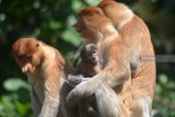 Bayi kera hidung panjang bekantan (Nasalis larvatus) yang baru lahir bersama induknya di kandang Taman Safari Indonesia (TSI) II Prigen, Pasuruan, Jawa Timur, Senin (20/8). Anakan kera hidung panjang bekantan yang diberi nama Roma tersebut menambah koleksi di taman Safari Indonesia menjadi 13 ekor. Antara Jatim/Umarul Faruq/mas/18.