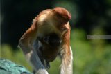 Bayi kera hidung panjang bekantan (Nasalis larvatus) yang baru lahir bersama induknya di kandang Taman Safari Indonesia (TSI) II Prigen, Pasuruan, Jawa Timur, Senin (20/8). Anakan kera hidung panjang bekantan yang diberi nama Roma tersebut menambah koleksi di taman Safari Indonesia menjadi 13 ekor. Antara Jatim/Umarul Faruq/mas/18.