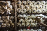 Petani memanen jamur tiram dari tumpukan baglog di Mandalajati, Bandung, Jawa Barat, Senin (6/8). Budi daya jamur tiram dengan kapasitas tujuh ribu baglog di daerah tersebut mampu menghasilkan sedikitnya 3,5 ton selama 90-100 hari dengan harga jual Rp14 - 18 ribu per kg. ANTARA JABAR/M Agung Rajasa/agr/18.